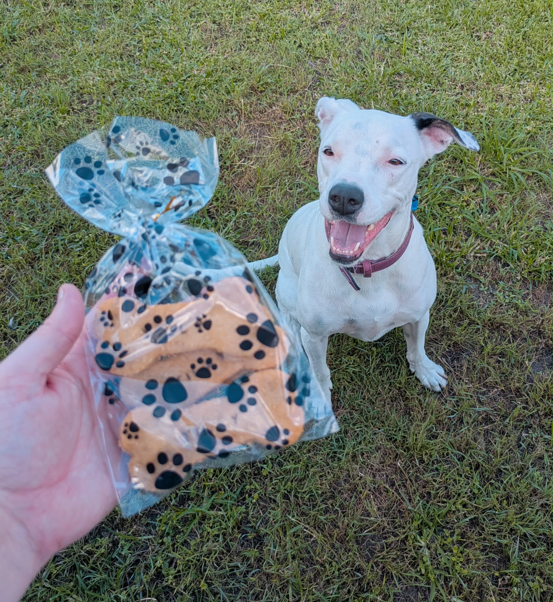 Birthday Biscuit (personalised)
