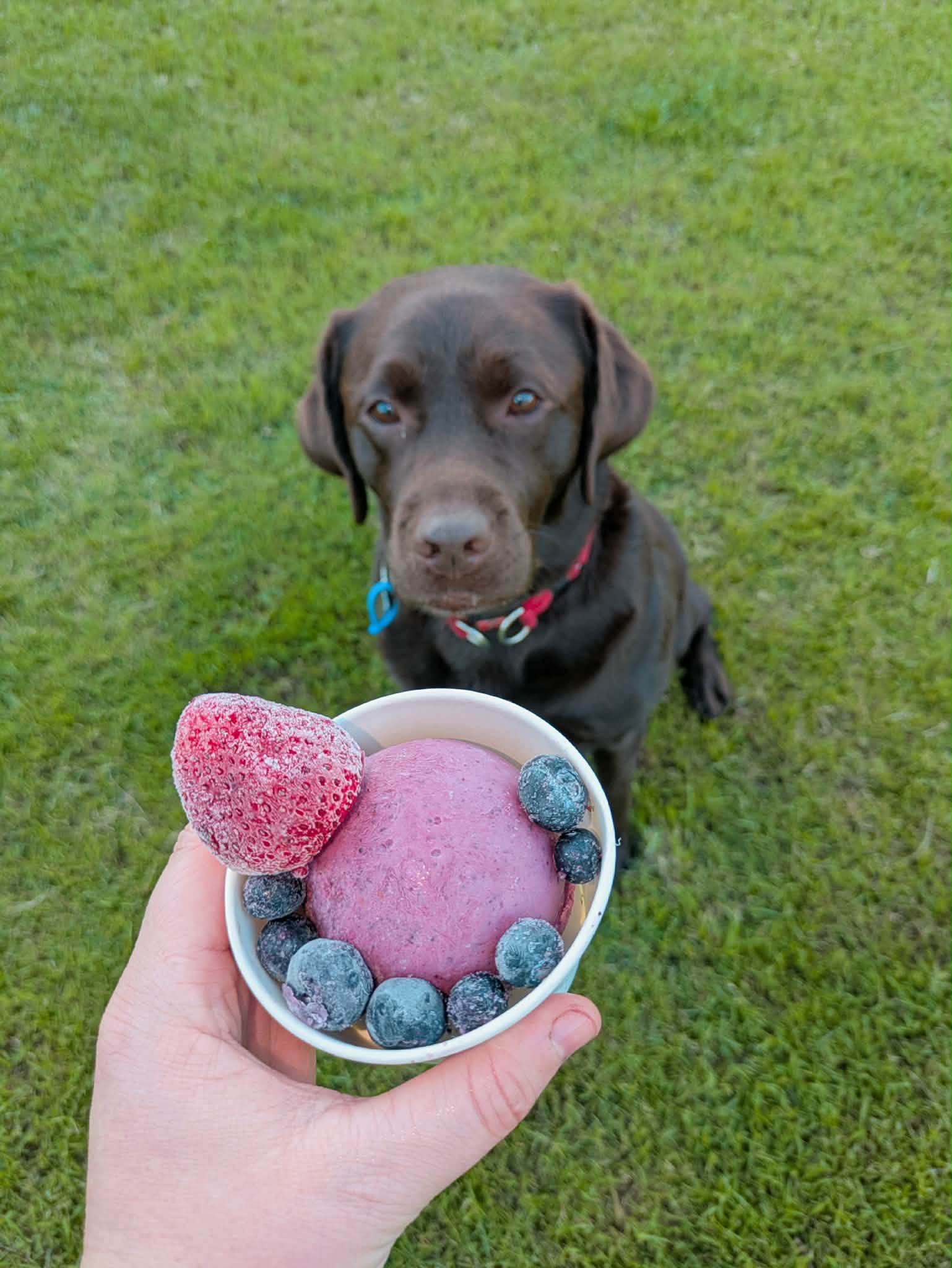 Mixed berry ice cream